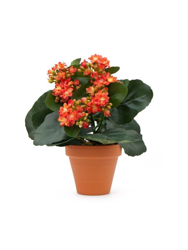 Kalanchoe